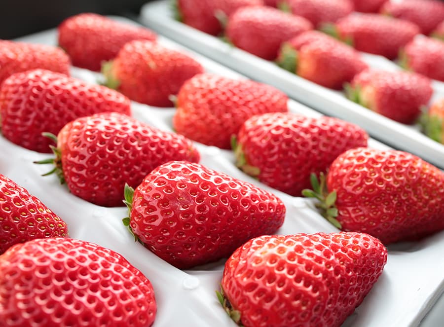 河合いちご農園の美味しいイチゴ