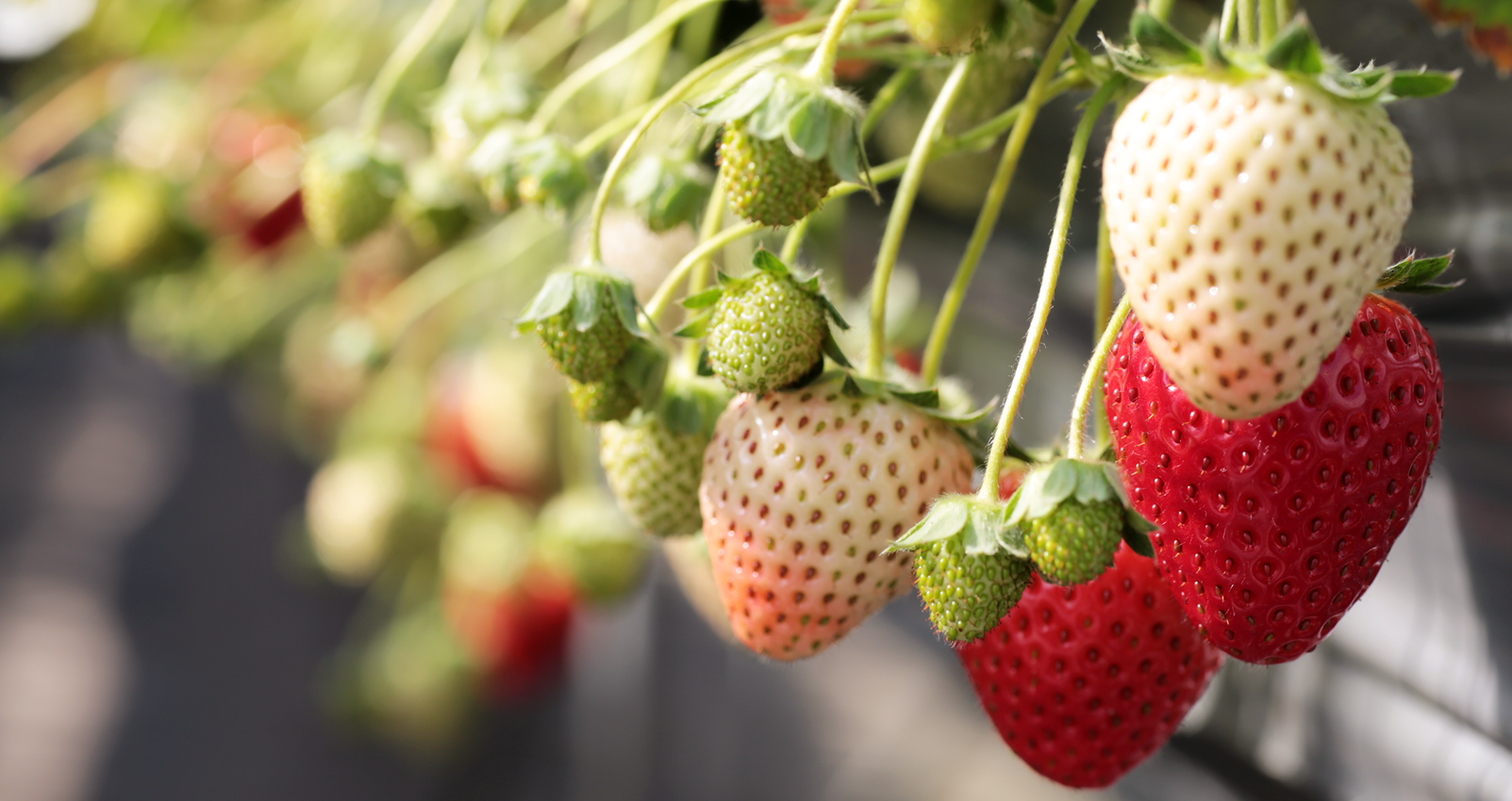 河合いちご農園