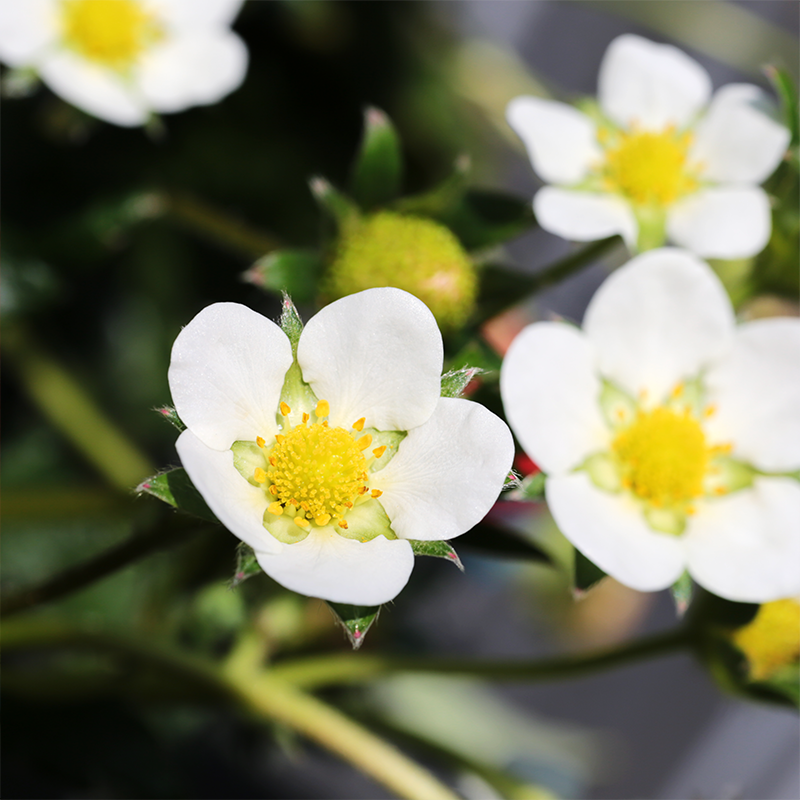 苺の花