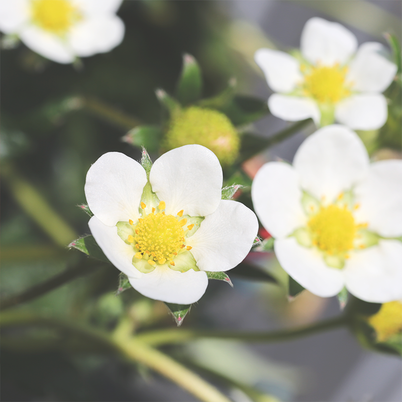 苺の花
